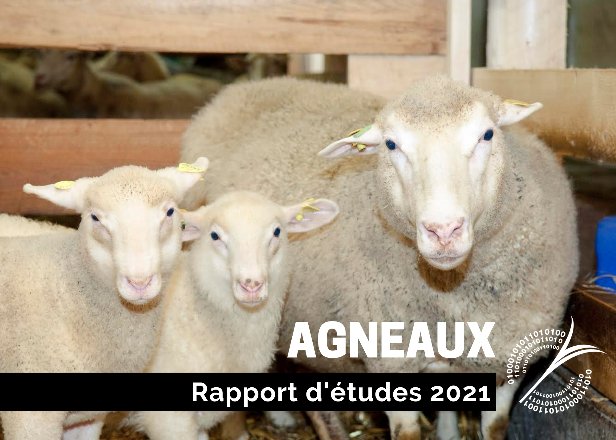Récentes publications : Étude sur le coût de production - Agneaux 2021